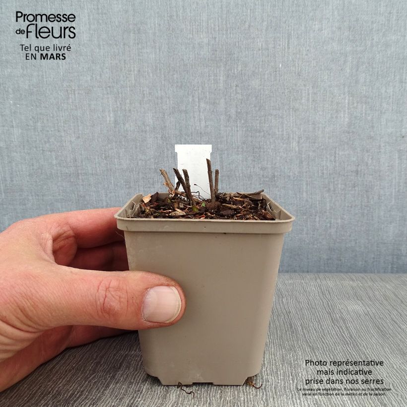 Exemplar von Helianthus mollis - Behaarte Sonnenblume Kleine Töpfe von 8/9 cm wie im Winter geliefert