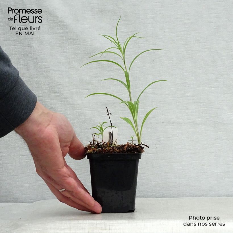 Exemplar von Helianthus salicifolius - Weidenblättrige Sonnenblume Kleine Töpfe von 8/9 cm wie im Frühjahr geliefert