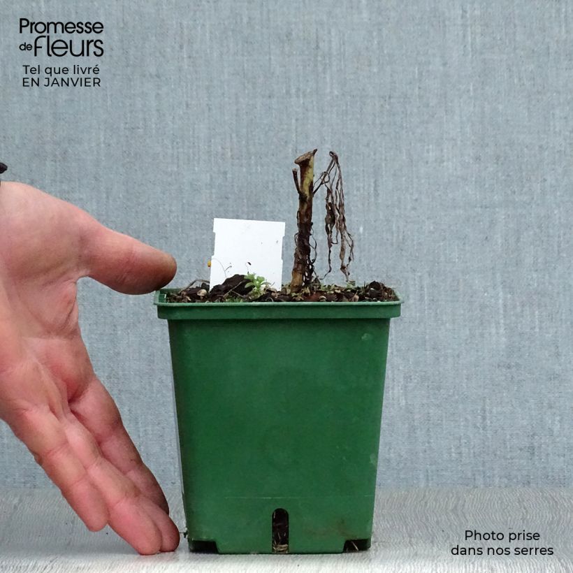 Exemplar von Helianthus salicifolius - Weidenblättrige Sonnenblume Kleine Töpfe von 8/9 cm wie im Winter geliefert