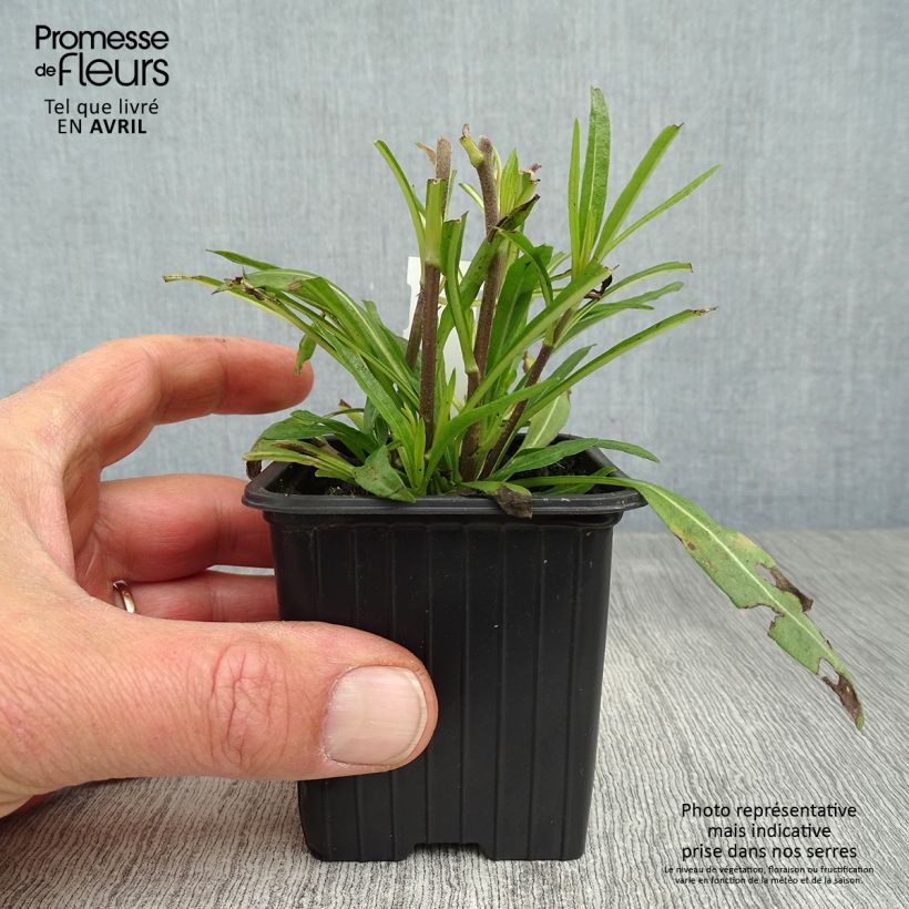 Exemplar von Helianthus salicifolius Table Mountain - Weidenblättrige Sonnenblume Kleine Töpfe von 8/9 cm wie im Frühjahr geliefert