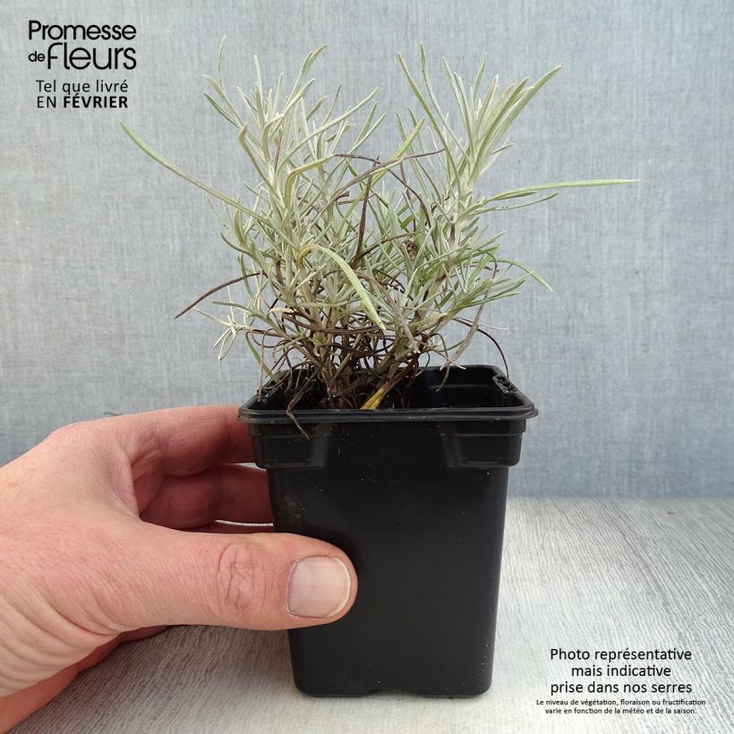 Exemplar von Strohblume - Helichrysum italicum Kleine Töpfe von 7/8 cm wie im Winter geliefert