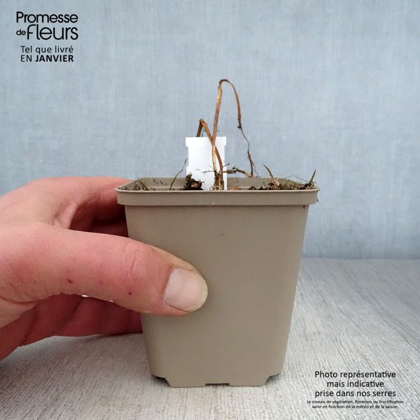 Exemplar von Heliopsis helianthoïdes var. scabra Summer Pink - Sonnenauge Kleine Töpfe von 8/9 cm wie im Winter geliefert