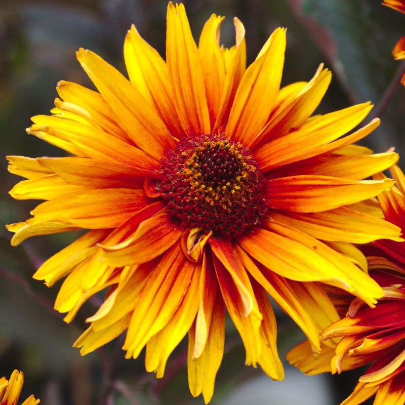 Heliopsis helianthoides var. scabra Funky Spinner - Sonnenauge (Blüte)