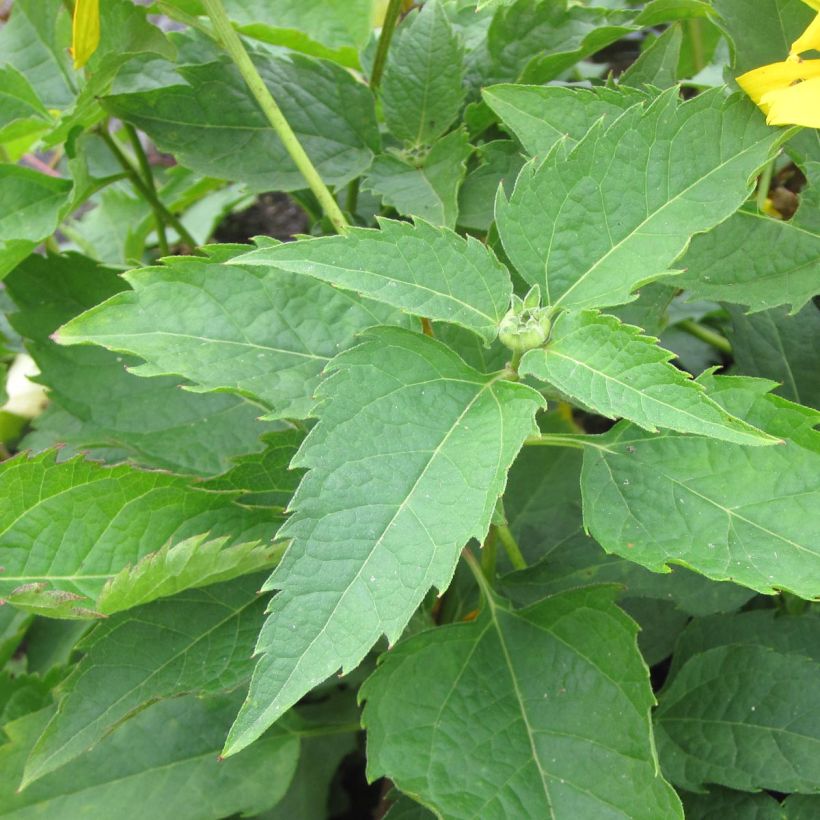 Heliopsis helianthoides Mars - Sonnenauge (Laub)