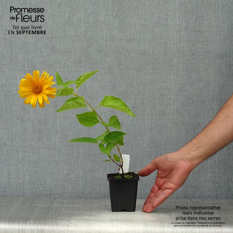 Exemplar von Heliopsis helianthoides Mars - Sonnenauge Kleine Töpfe von 8/9 cm wie im Herbst geliefert