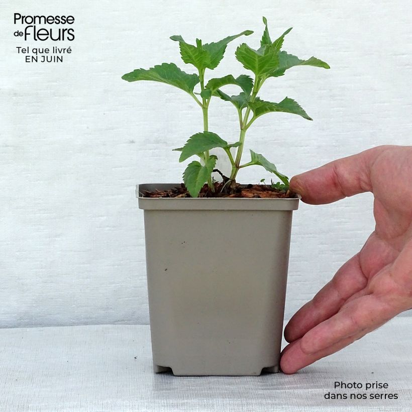 Exemplar von Heliopsis helianthoides Tuscan Sun - Sonnenauge Topf 10 cm/11cm wie im Sommer geliefert