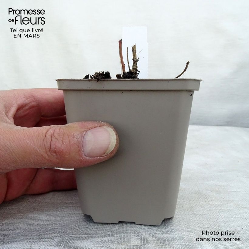 Exemplar von Heliopsis helianthoïdes var. scabra - Sonnenauge Kleine Töpfe von 8/9 cm wie im Frühjahr geliefert