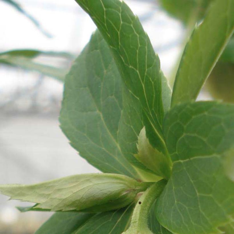 Helleborus orientalis Yellow Spotted (Laub)