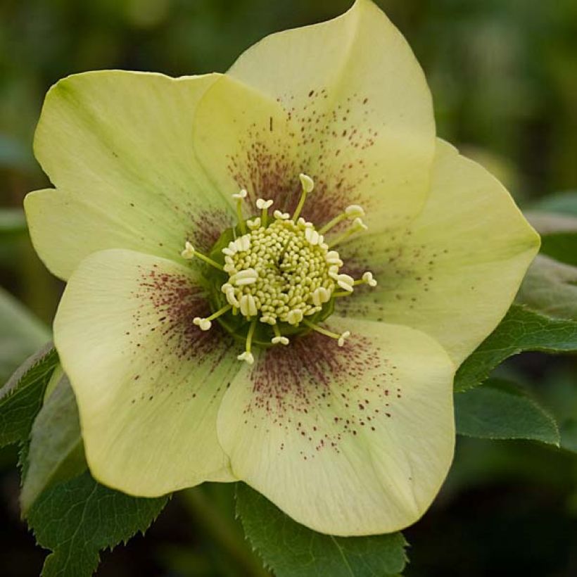 Helleborus orientalis Yellow Spotted (Blüte)