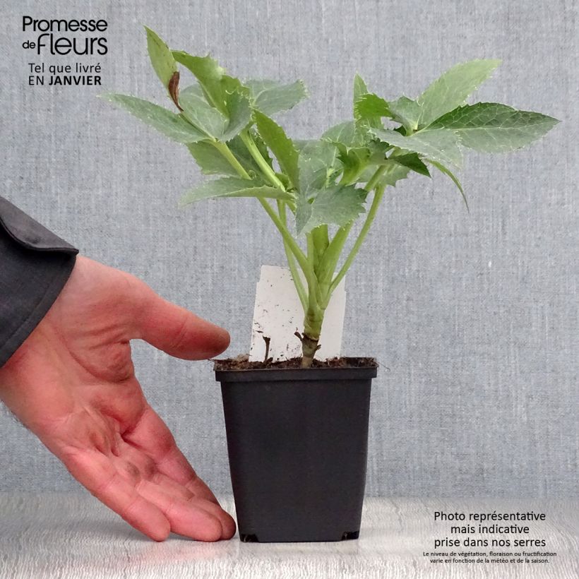 Exemplar von Helleborus argutifolius - Korsische Nieswurz Kleine Töpfe von 8/9 cm wie im Winter geliefert