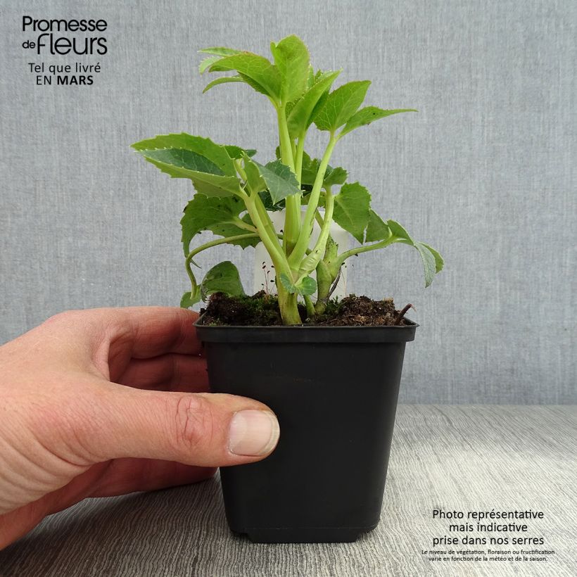 Exemplar von Helleborus argutifolius - Korsische Nieswurz Kleine Töpfe von 8/9 cm wie im Frühjahr geliefert