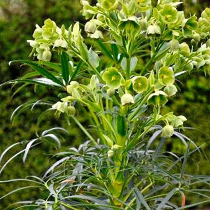 Helleborus foetidus Sopron - Stinkende Nieswurz (Hafen)