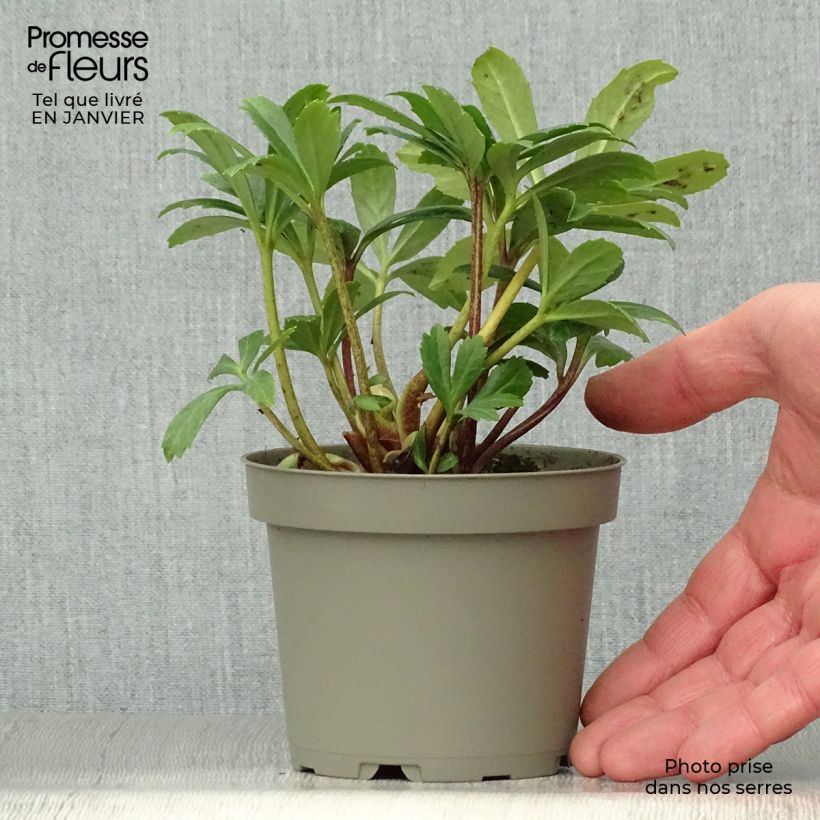 Exemplar von Helleborus niger Double Fashion - Schwarze Nieswurz Topf mit 1L/1,5L wie im Winter geliefert