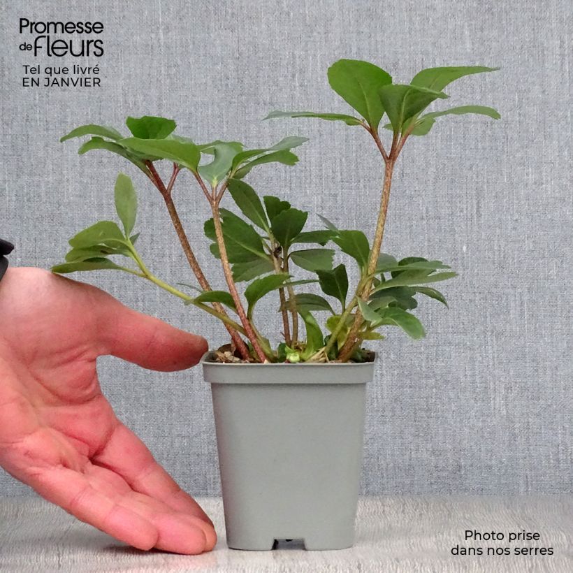 Exemplar von Helleborus niger - Schwarze Nieswurz Kleine Töpfe von 8/9 cm wie im Winter geliefert