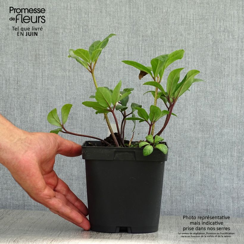 Exemplar von Helleborus niger - Schwarze Nieswurz Topf mit 2L/3L wie im Sommer geliefert