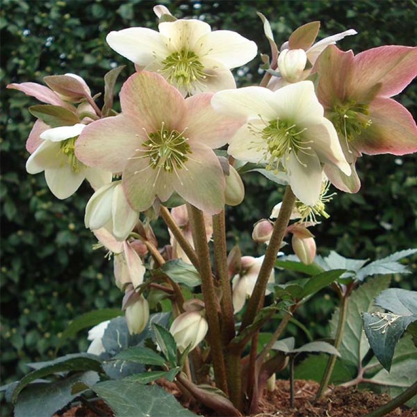 Helleborus nigercors Emma (Wuchs)