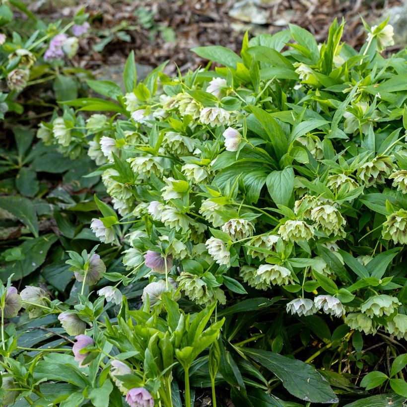 Helleborus orientalis Double Green Spotted (Wuchs)