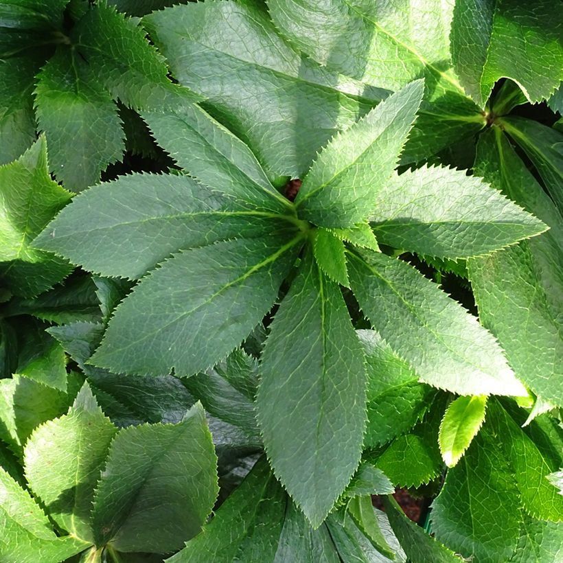 Helleborus orientalis ViV Alessia (Laub)