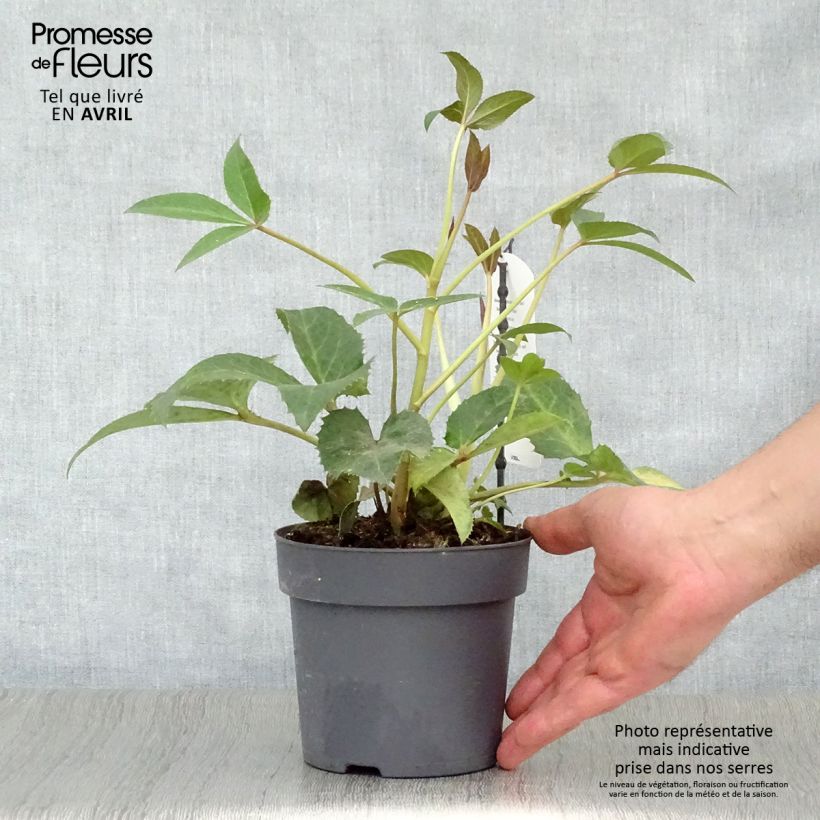 Exemplar von Helleborus sternii Boughton Beauty - Nieswurz-Hybride Topf mit 1L/1,5L wie im Frühjahr geliefert