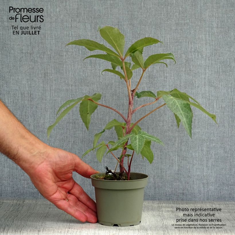 Exemplar von Helleborus sternii - Nieswurz-Hybride Topf 12 cm / 13 cm wie im Sommer geliefert