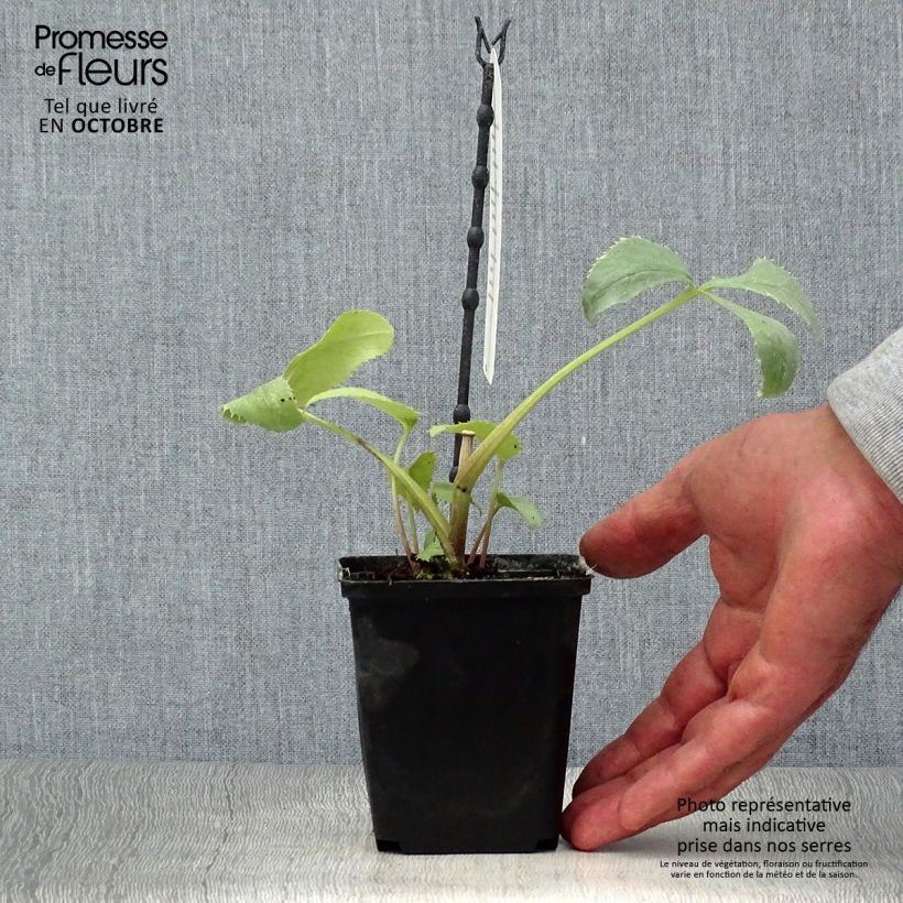 Exemplar von Helleborus sternii Remi - Nieswurz-Hybride Topf 12 cm / 13 cm wie im Herbst geliefert