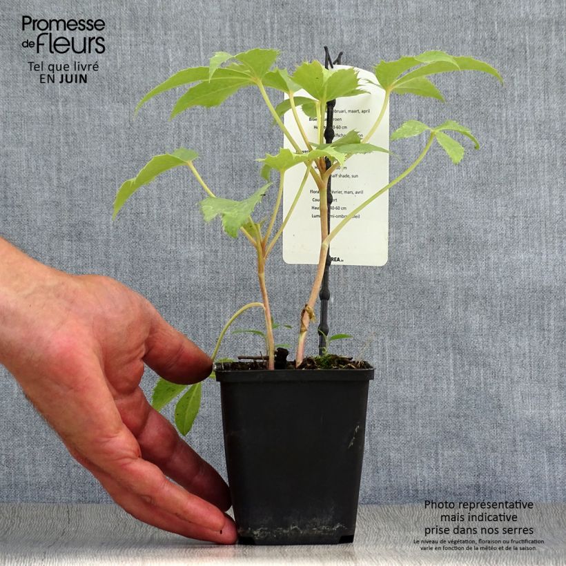 Exemplar von Helleborus sternii Remi - Nieswurz-Hybride Topf 12 cm / 13 cm wie im Sommer geliefert