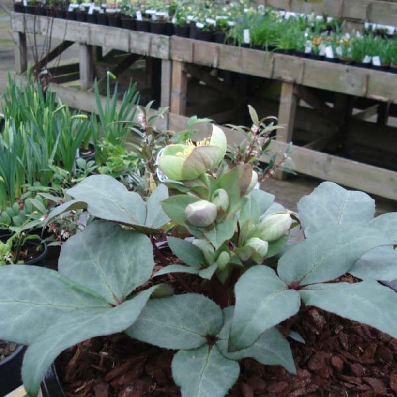 Helleborus sternii Grey Star - Nieswurz-Hybride (Hafen)