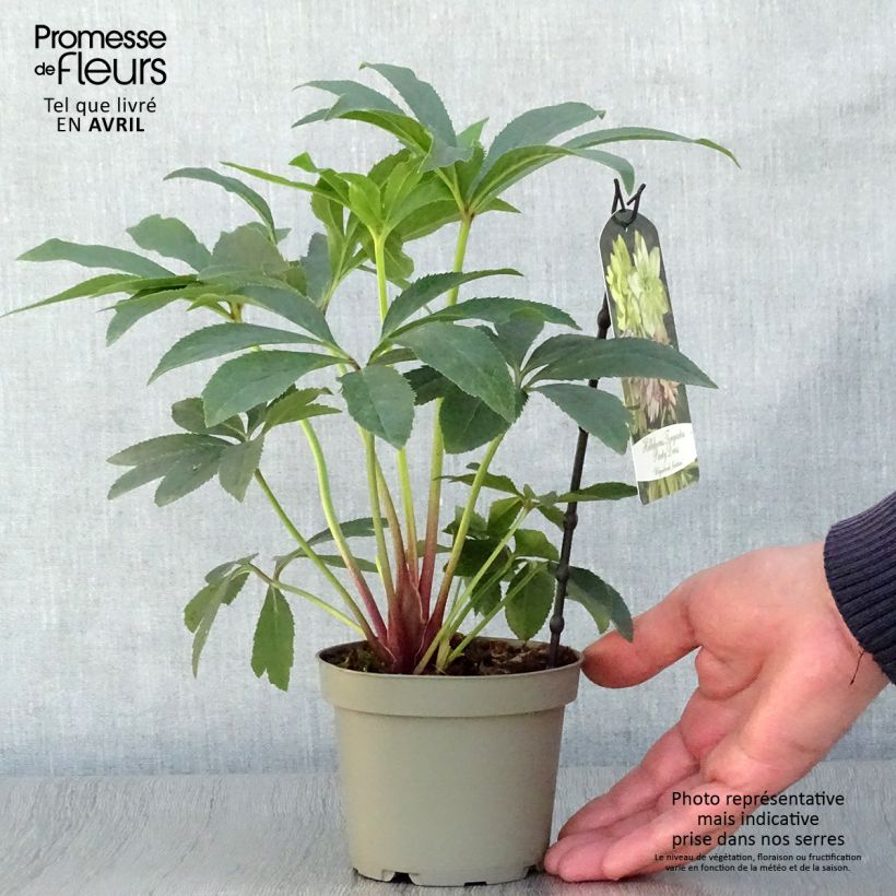 Exemplar von Helleborus torquatus Party Dress Hybriden Topf 12 cm / 13 cm wie im Frühjahr geliefert