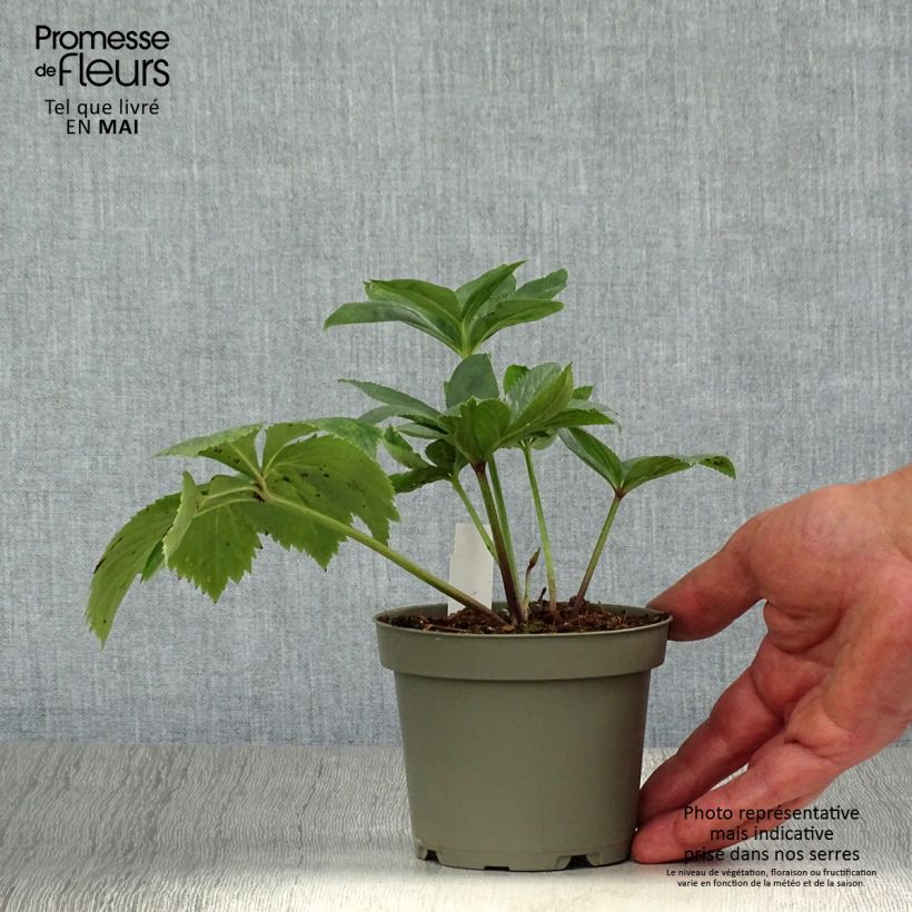 Exemplar von Helleborus torquatus Topf 12 cm / 13 cm wie im Frühjahr geliefert