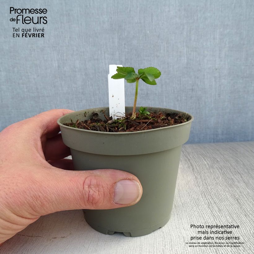 Exemplar von Helleborus torquatus Topf mit 1L/1,5L wie im Winter geliefert