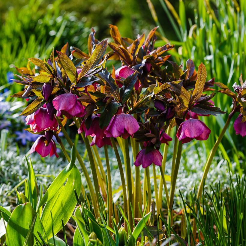 Helleborus orientalis subsp. abchasicus (Hafen)