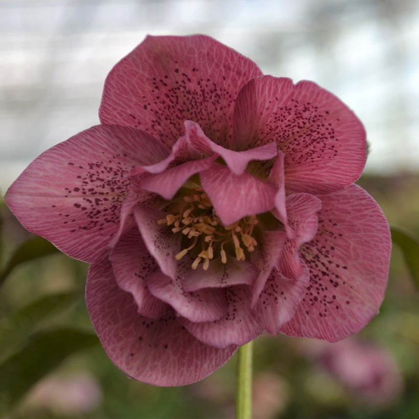 Helleborus orientalis ViV Alessia (Blüte)