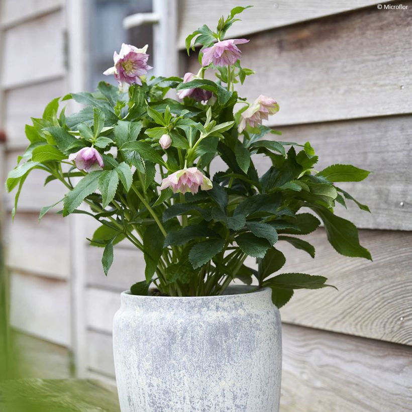 Helleborus orientalis ViV Alessia (Wuchs)
