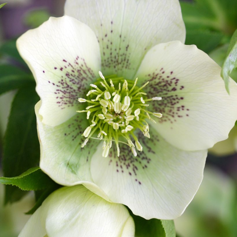 Helleborus orientalis Spoted hybrid (Blüte)