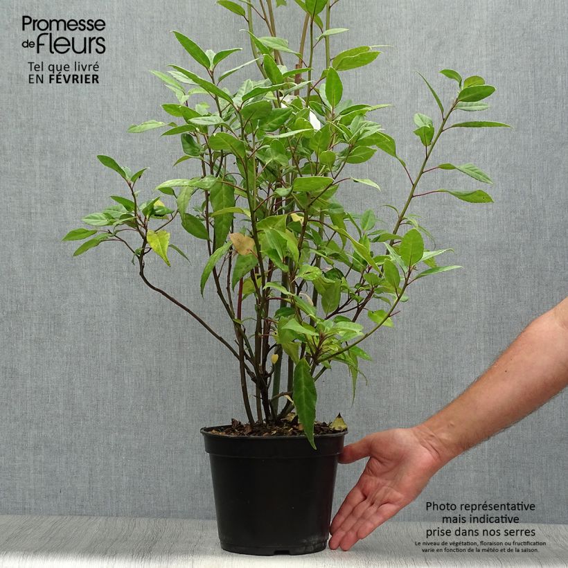 Exemplar von Helwingia chinensis - Chinesischer Helwingie Topf mit 2L/3L wie im Herbst geliefert