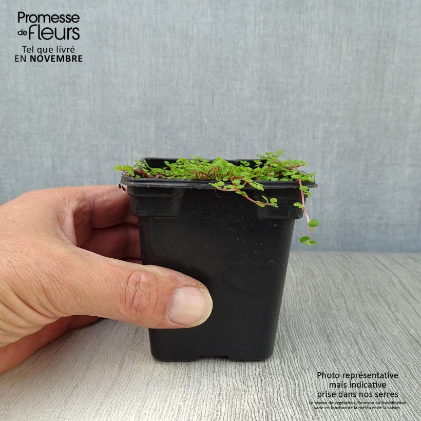 Exemplar von Helxine soleirolii - Soleirolia Kleine Töpfe von 7/8 cm wie im Herbst geliefert