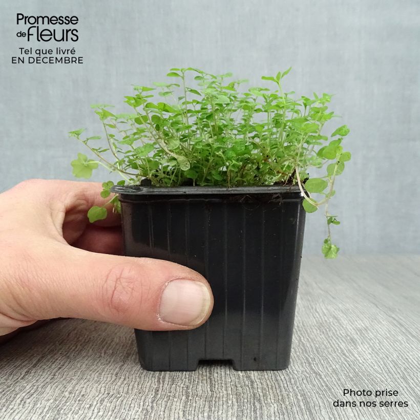 Exemplar von Helxine soleirolii - Soleirolia Kleine Töpfe von 7/8 cm wie im Winter geliefert