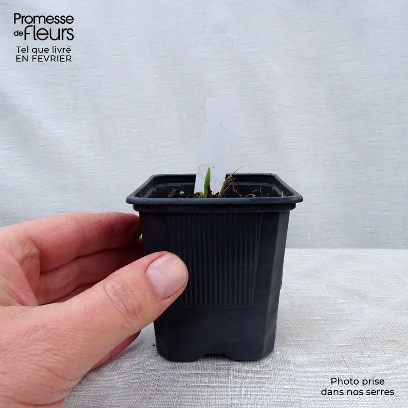 Exemplar von Hemerocallis Alice in Wonderland - Taglilie Kleine Töpfe von 8/9 cm wie im Winter geliefert