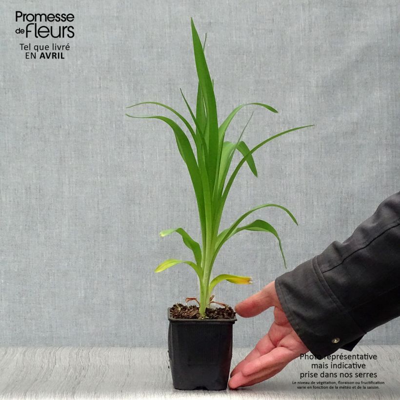 Exemplar von Hemerocallis Alice in Wonderland - Taglilie Kleine Töpfe von 8/9 cm wie im Frühjahr geliefert