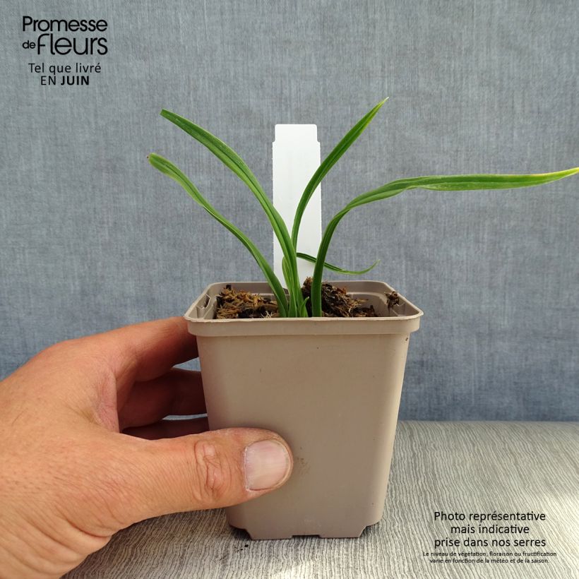 Exemplar von Hemerocallis American Revolution - Taglilie Kleine Töpfe von 8/9 cm wie im Sommer geliefert