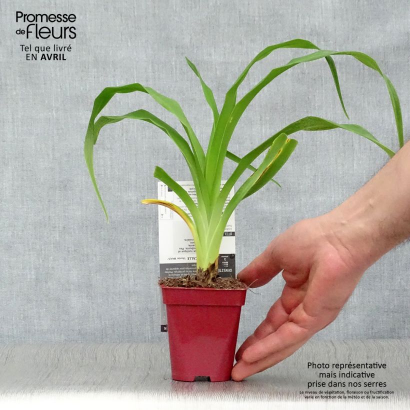 Exemplar von Hemerocallis Annie Welch - Taglilie Kleine Töpfe von 7/8 cm wie im Frühjahr geliefert