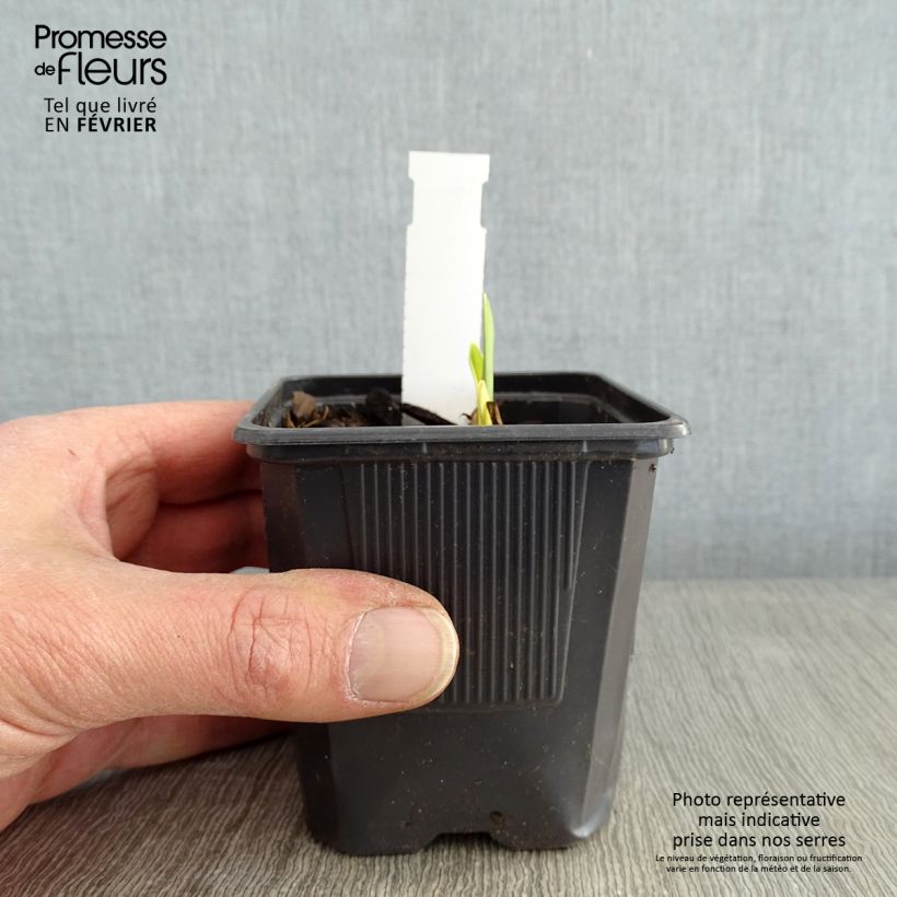 Exemplar von Hemerocallis Apricot Beauty - Taglilie Kleine Töpfe von 8/9 cm wie im Winter geliefert