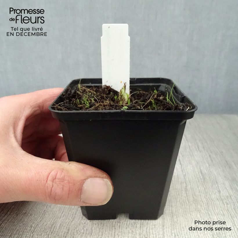 Exemplar von Hemerocallis Arctic Snow - Taglilie Kleine Töpfe von 8/9 cm wie im Winter geliefert