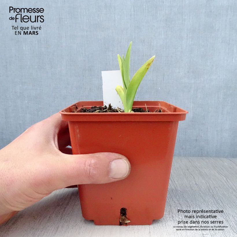 Exemplar von Hemerocallis Barbara Mitchell - Taglilie Topf mit 1L/1,5L wie im Frühjahr geliefert