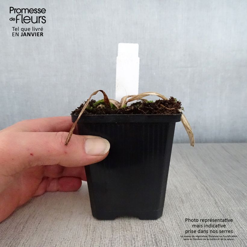 Exemplar von Hemerocallis Bela Lugosi - Taglilie Topf mit 1L/1,5L wie im Winter geliefert