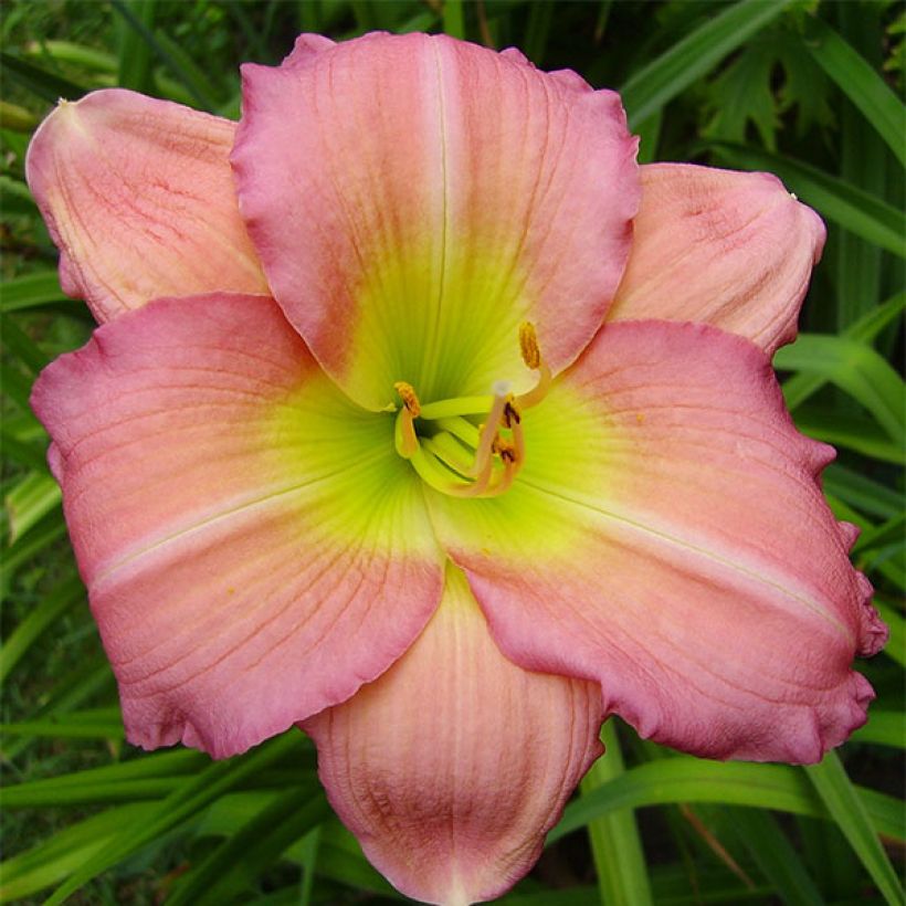Hemerocallis Ben Norvell - Taglilie (Blüte)
