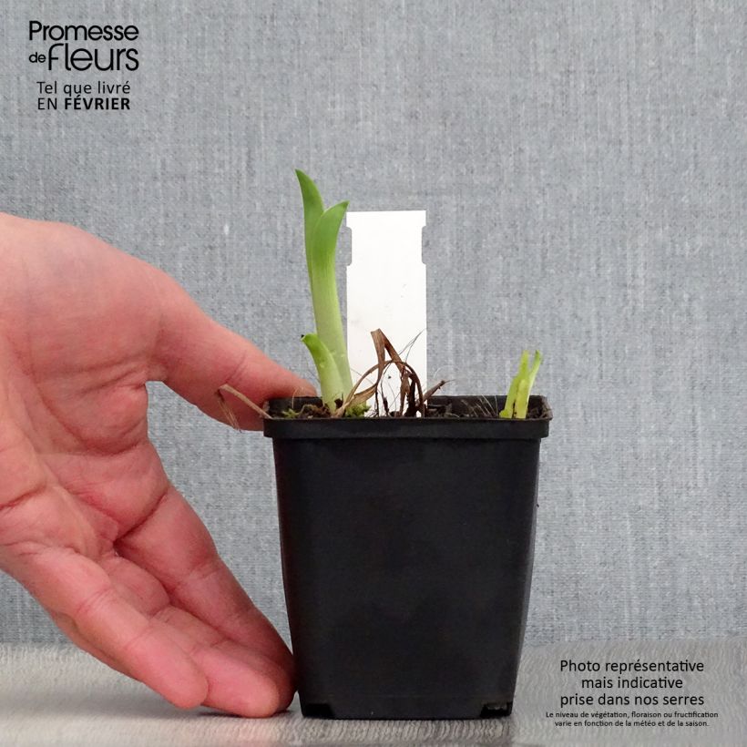 Exemplar von Hemerocallis Black Prince - Taglilie Kleine Töpfe von 8/9 cm wie im Winter geliefert