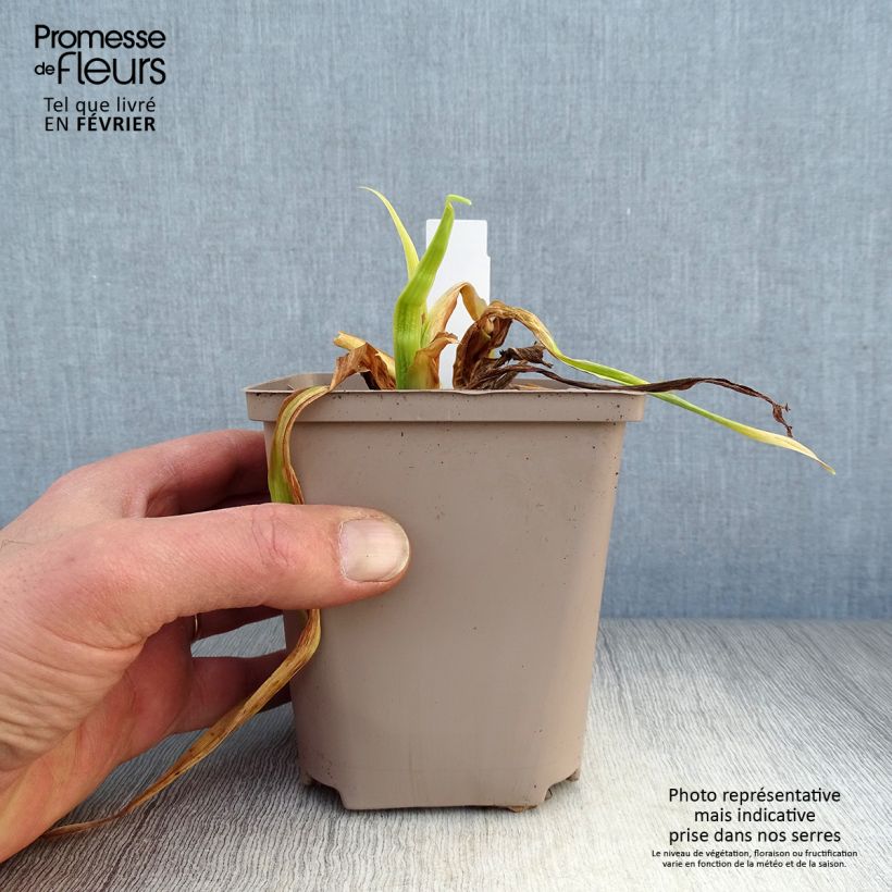 Exemplar von Hemerocallis Black Stockings - Taglilie Topf mit 1L/1,5L wie im Winter geliefert