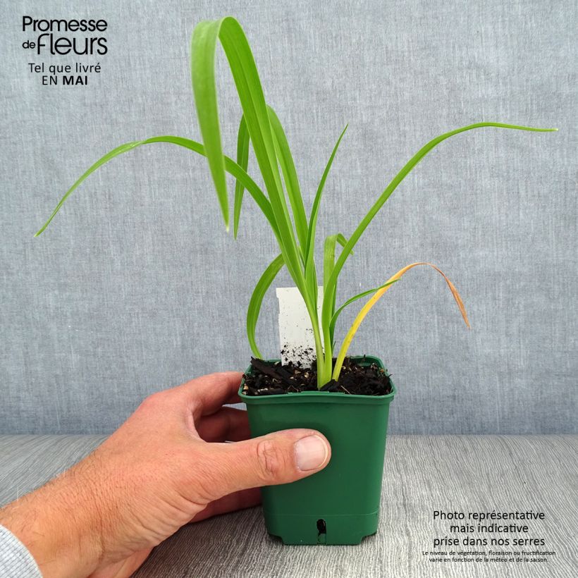 Exemplar von Hemerocallis Bonanza - Taglilie Kleine Töpfe von 8/9 cm wie im Frühjahr geliefert