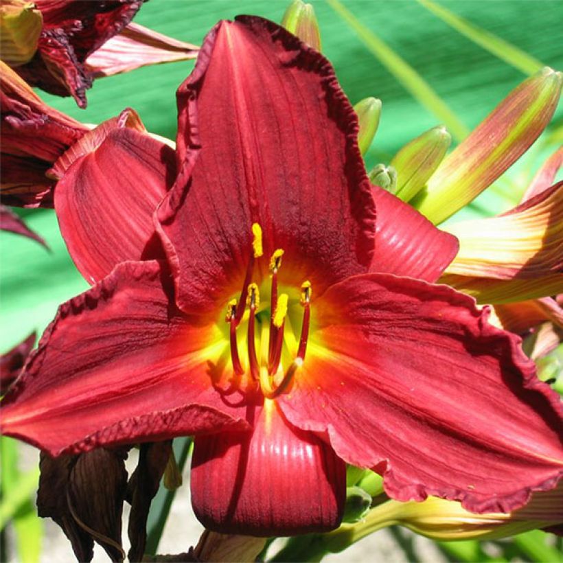 Hemerocallis Bonnie Boy - Taglilie (Blüte)